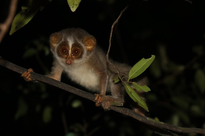 Night Hike to see Elusive & Rare Loris in Sigiriya - Key takeaways before you go
