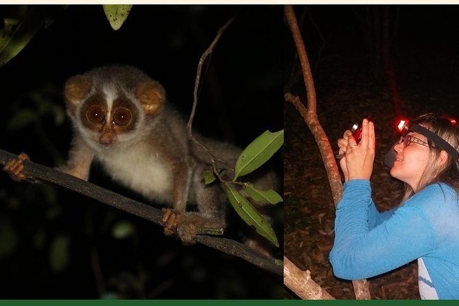 Night Hike to see Elusive & Rare Loris in Sigiriya - Starting at Rocko’s Vegetarian Cafe: briefing before the trail
