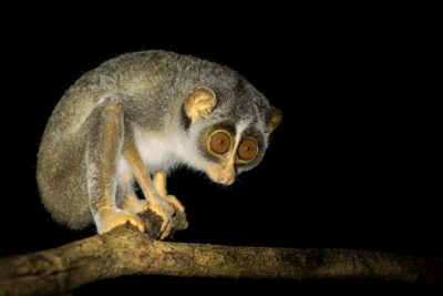 Night Hike to see Elusive & Rare Loris in Sigiriya - Price and value: why $64 for up to 2 can make sense