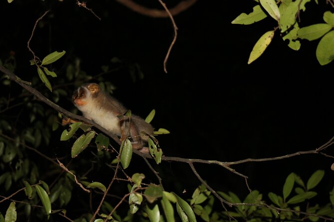 Night Hike to see Elusive & Rare Loris in Sigiriya - The night walk itself: how a 1.5-hour search really plays out