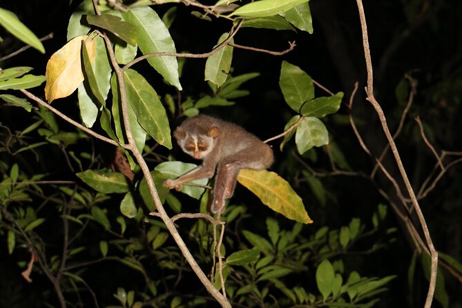 Night Hike to see Elusive & Rare Loris in Sigiriya - What you’re actually looking for: loris behavior in the canopy