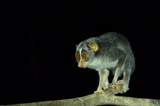 Night Hike to see Elusive & Rare Loris in Sigiriya - More than lorises: other nocturnal finds you might notice