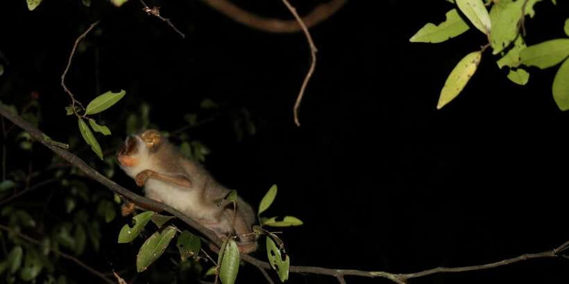 Night Hike to see Elusive & Rare Loris in Sigiriya - Gear check: what to wear so you don’t suffer in the dark