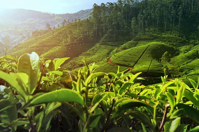 Nuwara Eliya: All Inclusive Horton Plains & Tea Plucking Day Trip - World’s End, endemic lizards, and Bear Monkeys on the trail