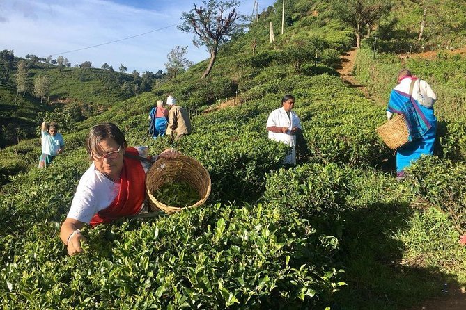 Nuwara Eliya: All Inclusive Horton Plains & Tea Plucking Day Trip - Transportation and timing: the day runs on the road