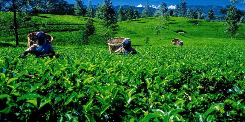 Nuwara Eliya: All-Inclusive Private Sightseeing Day Tour - Key Things I’d Prioritize on This Nuwara Eliya Tour