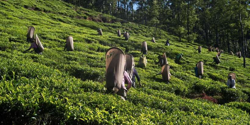 Nuwara Eliya: All-Inclusive Private Sightseeing Day Tour - A Full-Day Private Route That Makes Nuwara Eliya Feel Like More Than a Stop