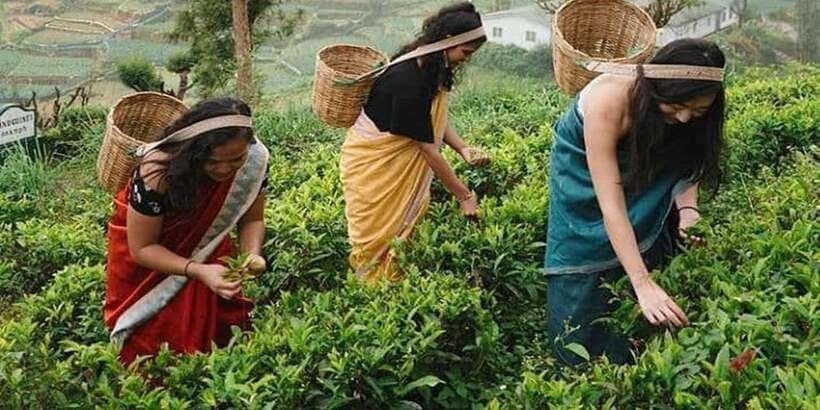 Nuwara Eliya Day Tour from Kandy (Private Tour) - Price and Value: What You’re Really Paying For