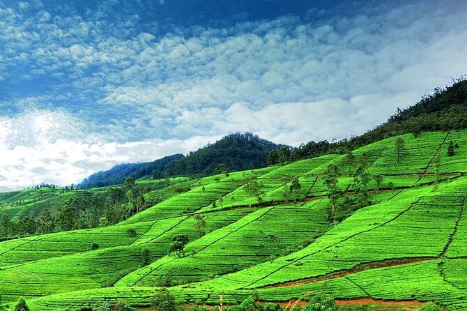 Nuwara Eliya Day Tours with Sri Lanka Friendly Driver - Key things to know before you go