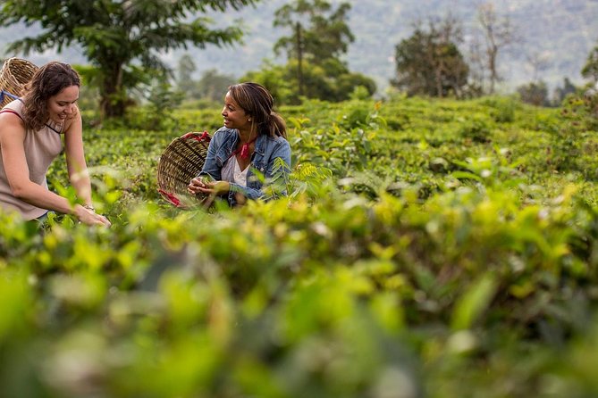 Nuwara Eliya from Kandy by Train - Price and logistics: what your $85 really covers