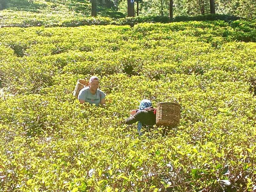 Nuwara Eliya: Tea Factory and Pickle Waterfalls Tuk Tuk Tour - What to Bring (So the Day Feels Fun, Not Hard Work)