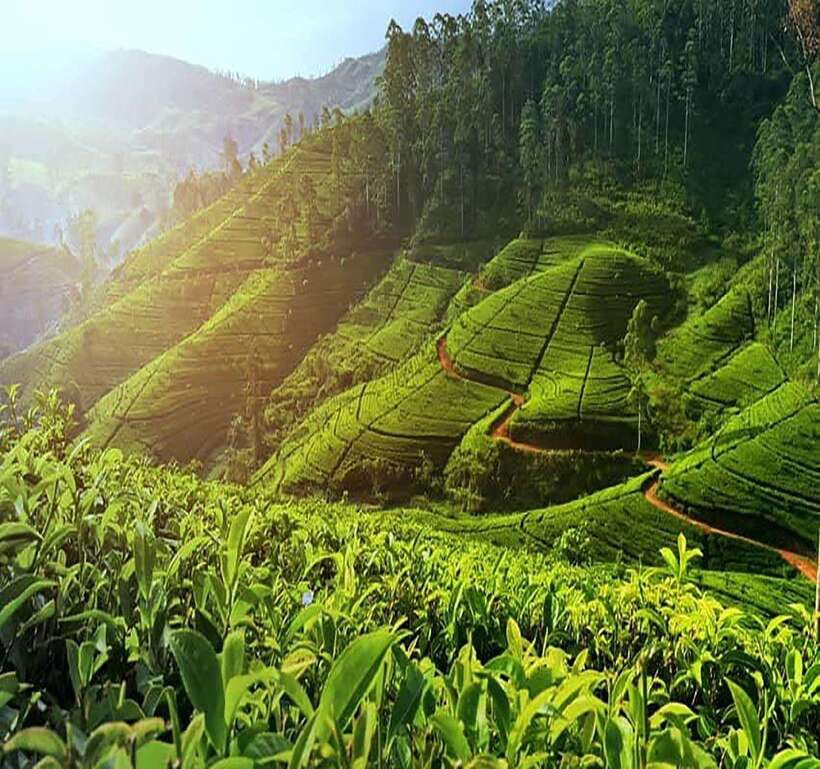 Nuwara Eliya: Tea Factory and Pickle Waterfalls Tuk Tuk Tour - Why This Nuwara Eliya Tea-and-Waterfall Route Works