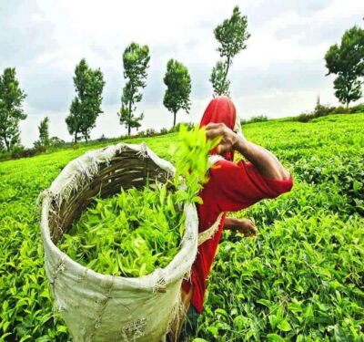 Nuwara Eliya: Tea Factory and Pickle Waterfalls Tuk Tuk Tour - Getting Around by Tuk-Tuk: Comfort, Timing, and Realistic Expectations
