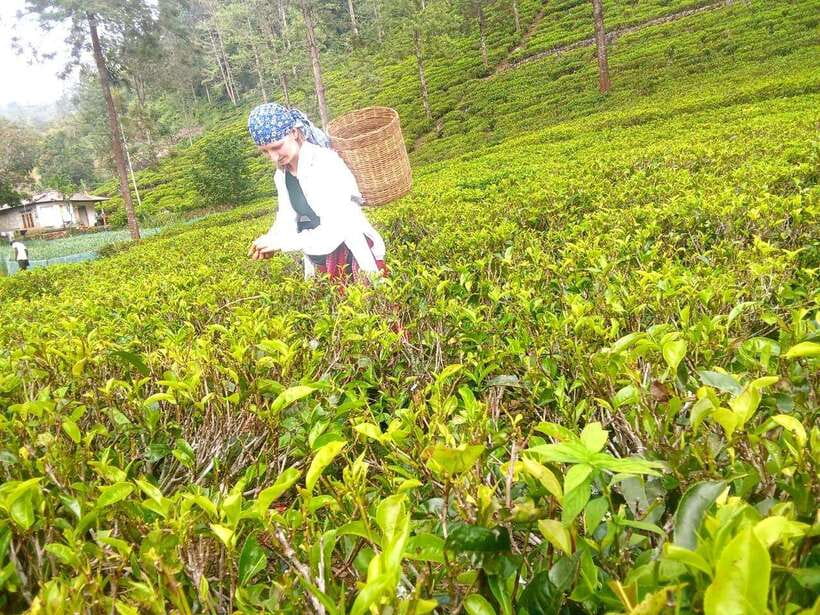 Nuwara Eliya: Tea Factory and Pickle Waterfalls Tuk Tuk Tour - Guides and the Private-Tuk-Tuk Advantage (Saliya, Saravanan, and More)
