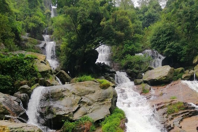 Nuwara Eliya Tea factory and waterfall tour - Stop 1: Damro Labookellie Tea Centre and Tea Garden