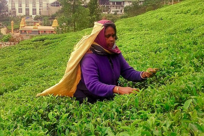 Nuwara Eliya Tea factory and waterfall tour - Stop 3: Oak Ray Tea Factory & Museum (and more tasting time)
