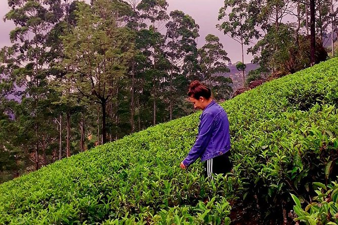 Nuwara Eliya Tea factory and waterfall tour - Stop 4: Blue Field Tea Factory with tea plucking and tasting