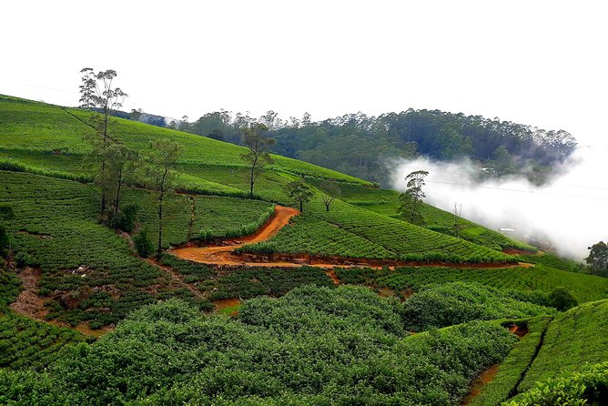 Nuwara Eliya Tea factory and waterfall tour - What’s actually included vs. what you might pay extra for