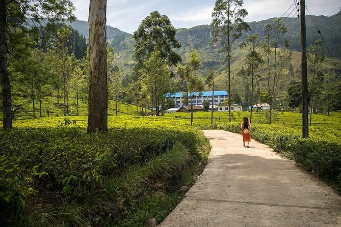 Nuwara Eliya Tours - Tea bush modern tea factory: the second look that makes it click