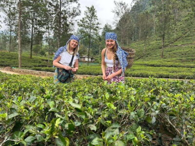 Nuwara Eliya Tuk-Tuk Tour Tea Picking,Tasting &Ramboda Falls - The 4.5-hour rhythm: how you fit tea factories and waterfalls without feeling rushed