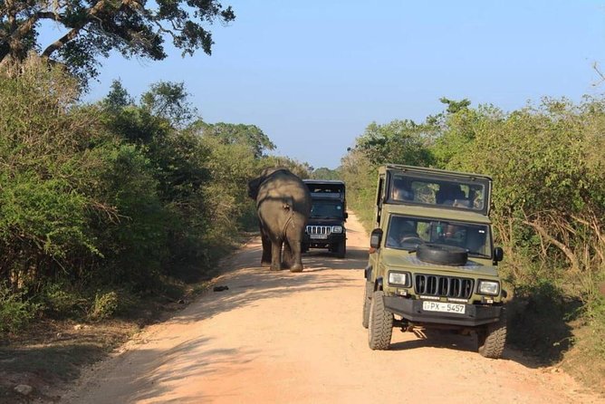 One Day Udawalawe Safari from Galle/Mirissa/Unawatuna/Hikkaduwa - Price and Value: What $184.94 Covers (and What It Doesn’t)