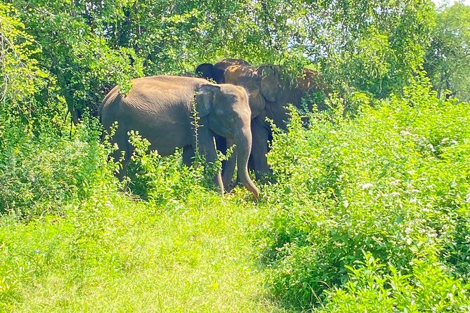 One Day Udawalawe Safari from Galle/Mirissa/Unawatuna/Hikkaduwa - Entering Udawalawe National Park: What to Expect From the Jeep Safari