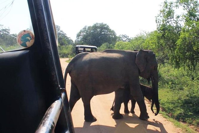 One Day Udawalawe Safari from Galle/Mirissa/Unawatuna/Hikkaduwa - Guide and Jeep Skills: How Mahesh’s Spotting Adds Real Payoff
