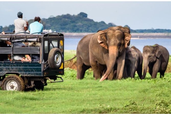 One day Yala National Park from Galle/Hikkaduwa/Mirissa/Unawatuna - The private jeep safari: what the wildlife tracker changes