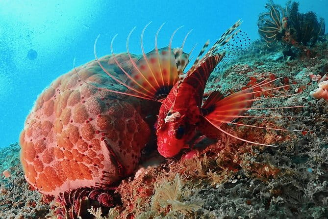 PADI Advanced Open Water Diver Course - Picking Your Adventure Options: How to Make AOWD Fit Your Interests