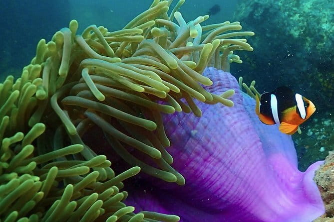 PADI Advanced Open Water Diver Course - The 3-Day Flow: Theory Blocks and 5 Adventure Water Sessions