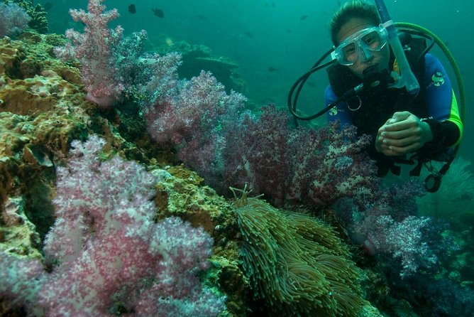 PADI Scuba Diver Course - Price and Value: The Course Fee vs the 70€ PADI Portion