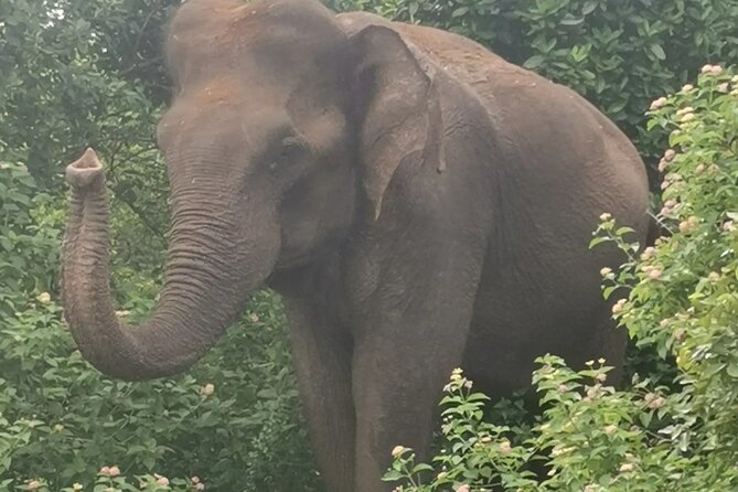Paradise Udawalawe Safari Tours - Inside Udawalawe: how the 3-hour animal search usually feels