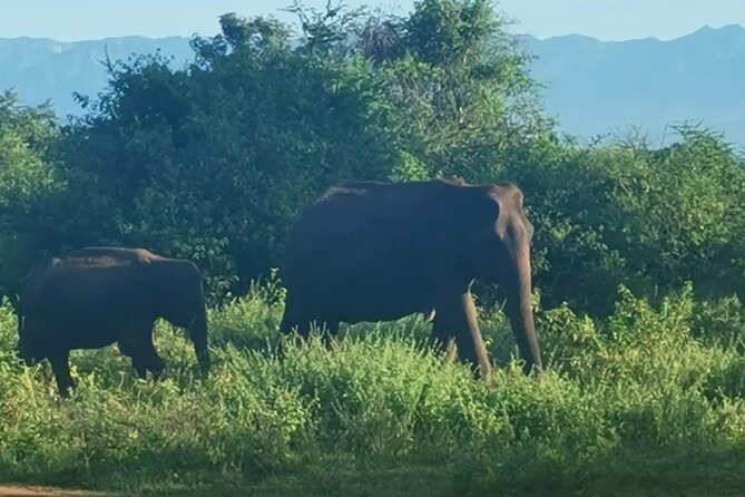Paradise Udawalawe Safari Tours - Wildlife commentary and the chance to ask questions
