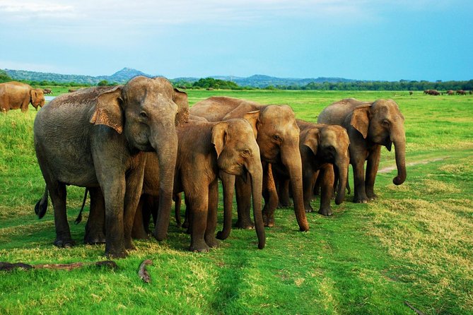 Personal Driver For Your Two Weeks Round Tour In Sri Lanka - A private two-week Sri Lanka road trip, built around your pace