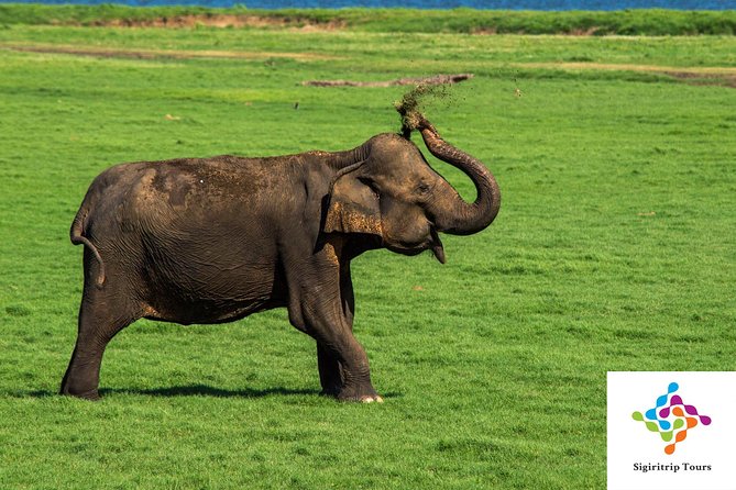 Personal Driver For Your Two Weeks Round Tour In Sri Lanka - Wildlife and nature days: where your time really matters