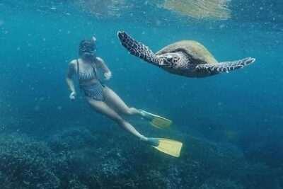 Pigeon Island Snorkeling – Swim with Sharks & Turtles - From Nilaveli to Pigeon Island: The Short Ride, Big Reward