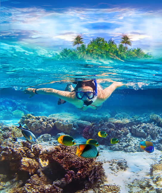 Pigeon Island Snorkeling Tour from Uppuveli Beach - The snorkeling swim: coral, fish, sharks, and turtles (what to watch for)