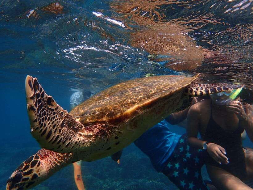 Pigeon Island Snorkeling Tour from Uppuveli Beach - Practical reality checks before you go