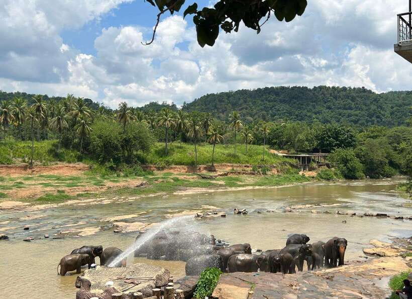 Pinnawala Day Tour from Kandy (Private tour ) - Key highlights that make this day tour worth it