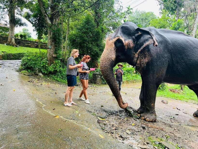 Pinnawala Day Tour from Kandy (Private tour ) - How This Private Day Actually Works from Kandy