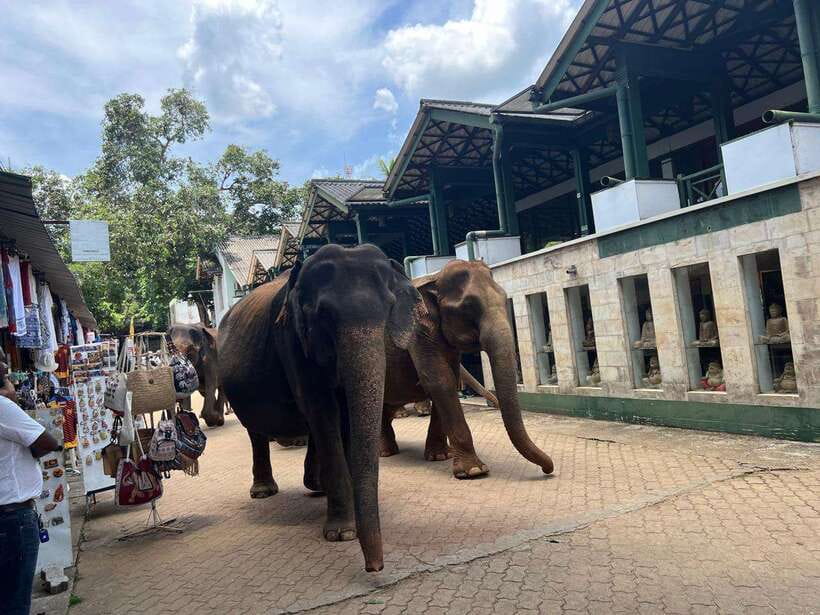 Pinnawala Day Tour from Kandy (Private tour ) - Mawanella Spice & Herbal Garden: learning plants you can actually recognize