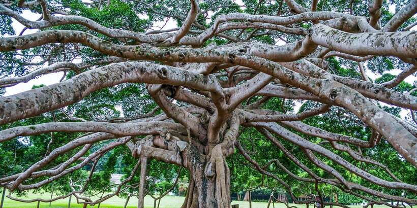 Pinnawala & Kandy Day Tour from Negombo - Geragama Tea Factory and the spice garden walk: hands-on Sri Lanka flavors