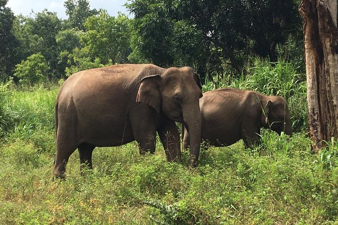 Polonnaruwa Day Tour with Lunch by Mahaweli - Price and Value: Is $46 a Fair Deal?
