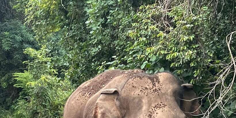 Polonnaruwa Sight Seeing Tour and Minneriya Elephant Safari - Polonnaruwa Ancient City: ruins you can actually understand