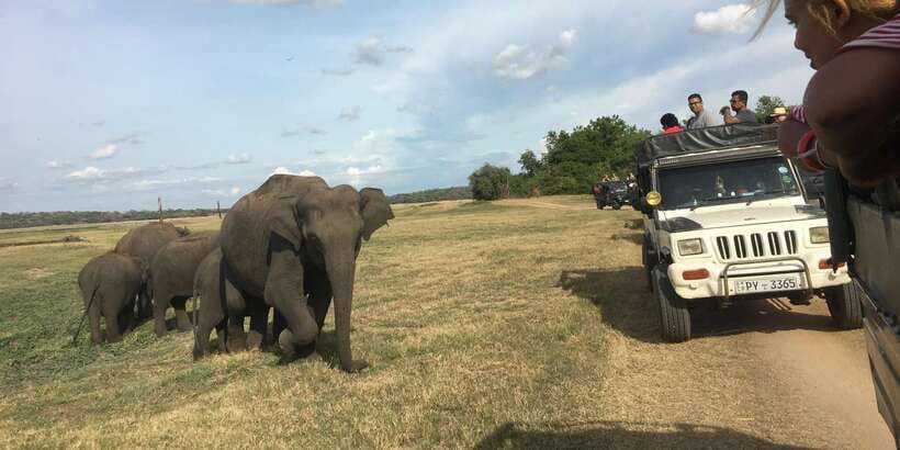 Polonnaruwa Sight Seeing Tour and Minneriya Elephant Safari - The day’s flow: pickup, guided ruins, then park time
