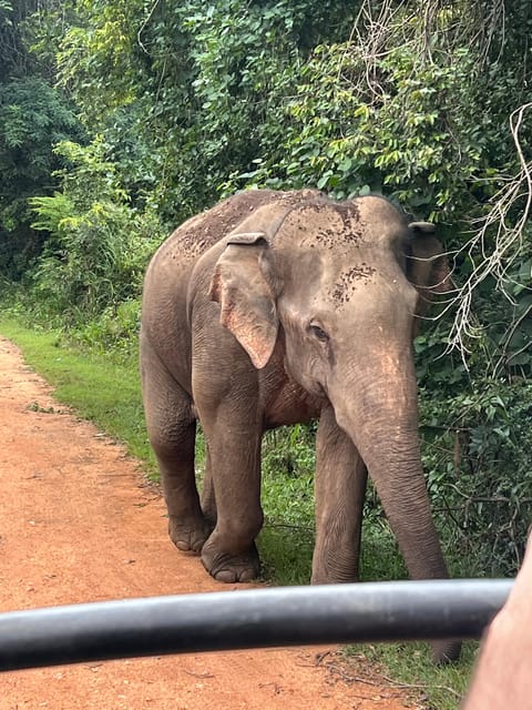 Polonnaruwa Sight Seeing Tour and Minneriya Elephant Safari - Guides in the mix: what great English support changes