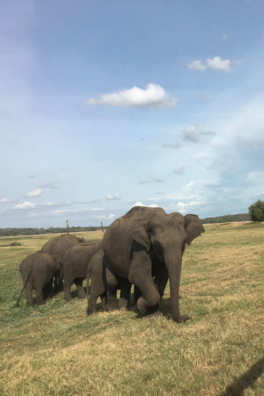 Polonnaruwa Sight Seeing Tour and Minneriya Elephant Safari - Scenic countryside views: the underrated part of the day