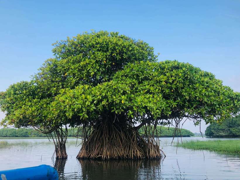 Pottuvil Lagoon Eco Tour : Mangrove Adventure in Arugam Bay - Key highlights worth planning around
