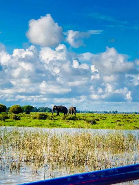 Pottuvil Lagoon Eco Tour : Mangrove Adventure in Arugam Bay - Wildlife you can watch for: birds, prawns, crabs, crocodiles, elephants