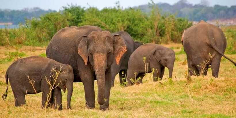 Pottuvil Lagoon Eco Tour : Mangrove Adventure in Arugam Bay - Price and value: is $32 for the Pottuvil Lagoon tour a good deal?